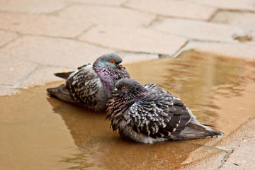 pair of gray doves swimming in a puddle on the street. Birds bathe in water on paving slabs in the...