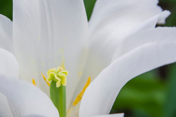 close-up of a stamens and pistil beautiful white tulip