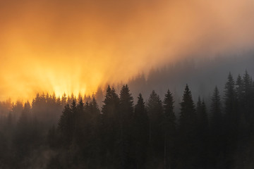 Colored sunrise in forested mountain slope with fog