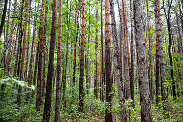 green forest after rain 