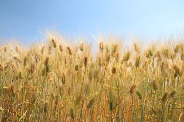 六条大麦　シュンライ