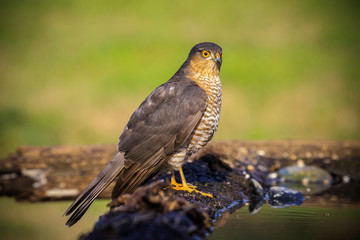 Sparviere (Accipiter nisus) posato su un ramo