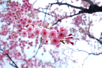 Obraz premium blooming of cherry blossom on a background 