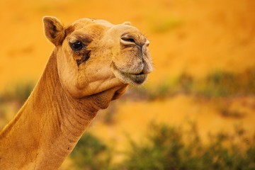Obraz premium portrait of camel