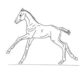 Linear drawing of a warmblood foal
