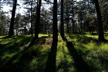 landscape forest full of trees