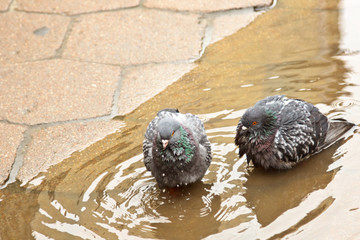 pair of gray doves swimming in a puddle on the street. Birds bathe in water on paving slabs in the rain. love, friendship, care