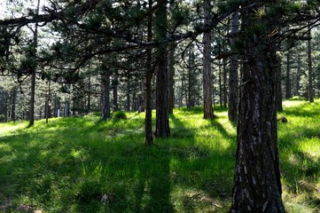 landscape forest full of trees