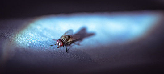 Ugly fly