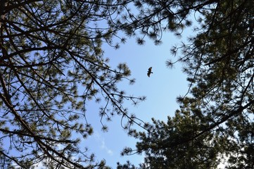 birds flying between trees in forest