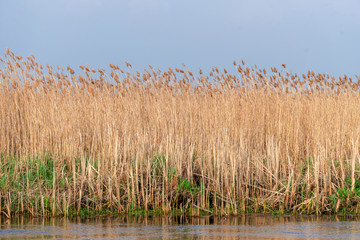 Wild growing reed near the river bank.