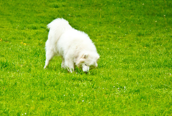 A fluffy white dog breed sammy happily plays on a green lawn. pet walking
