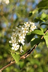 A constellation of white small flowers on a cherry branch in early spring.