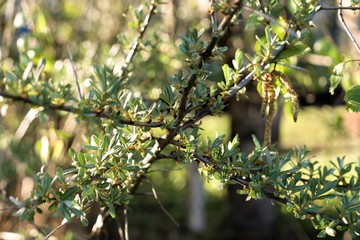 Green branch of the sea buckthorn tree on a blurred background.