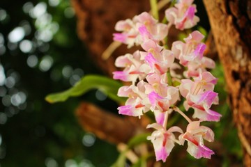 The beauty of pink orchids reflects sunlight in the evening