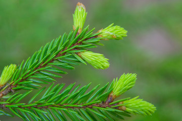 pine branches with young shoots in the forest