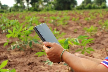  Farmers have small communication devices to see the growth of cassava plants