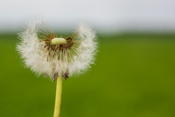 White dandelion, close up. Natural spring background