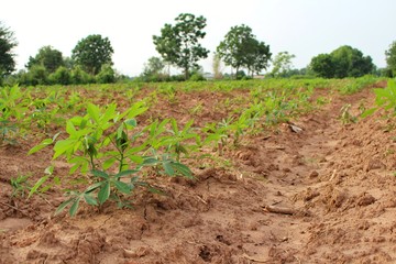 Fototapeta na wymiar Cassava trees on the farm are growing