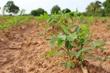  Cassava trees on the farm are growing