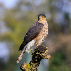 Sparviere (Accipiter nisus) posato su un ramo