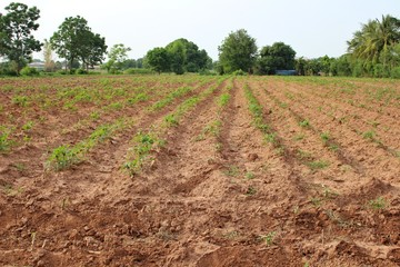  Cassava trees on the farm are growing