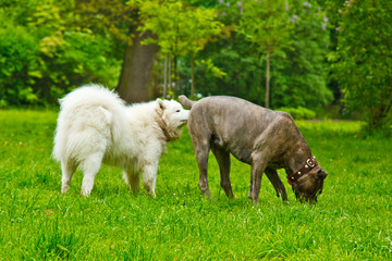 fluffy white dog breed sammy and spanish bulldog happily playing on a green lawn. pet walking