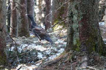 Auerhahn zur Balzzeit im Wald in den Bergen