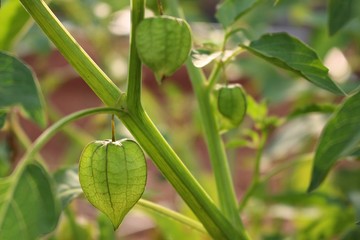 Green fruit is heart shaped, reflecting sunlight in the morning