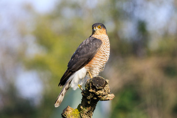 Sparviere (Accipiter nisus) posato su un ramo
