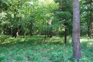 風景　森林　木漏れ日　春　杤木