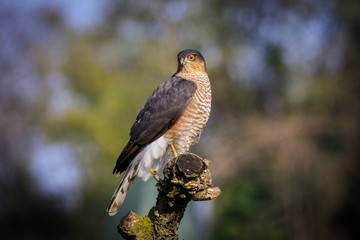 Sparviere (Accipiter nisus) posato su un ramo