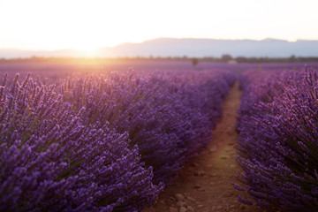 Beautiful frigid fields at sunset. Valensole, Provence, France