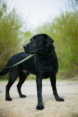 Obraz premium Smile and happy purebred labrador retriever dog outdoors in grass park on sunny summer day.