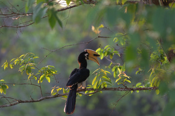 hornbill