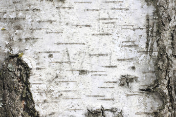 pattern of birch bark with black birch stripes on white birch bark and with wooden birch bark...