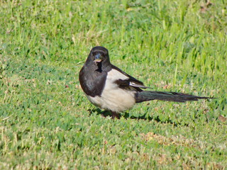 Magpie strolling through the city Park and posing with pleasure to the operator
