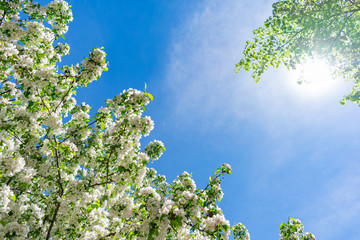 Springtime White Flowering Tree and the Sun
