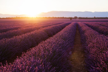Naklejka na ściany i meble Beautiful frigid fields at sunset. Valensole, Provence, France