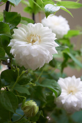 クレマチス　ダッチェス・オブ・エジンバラ