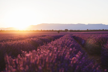 Fototapeta na wymiar Beautiful frigid fields at sunset. Valensole, Provence, France