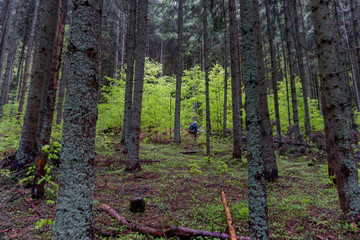 Man walking in the dark mountain forest in spring season. Hiking in forest.  Man Walking In Deep Forest. 