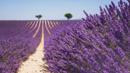 Beautiful fragrant lavender field in bright light Valensole, Provence, France