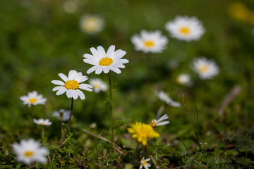 Obraz premium Daisy and Spring Background