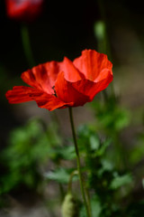 Obraz premium Close-up of a Beautiful Red Poppy, Nature, Macro