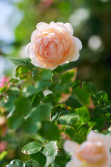 薔薇　アンブリッジローズ