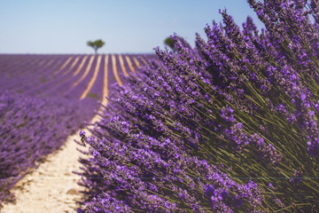 Beautiful fragrant lavender field in bright light Valensole, Provence, France