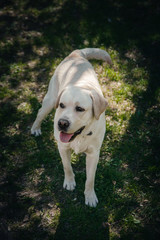 Smile and happy purebred labrador retriever dog outdoors in grass park on sunny summer day.