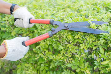 Hands cuts green bush with scissors - Image