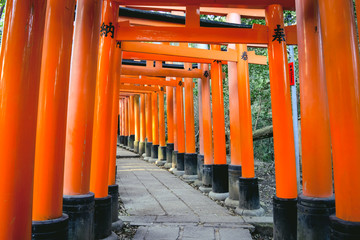 View of Torii along the main path around 10,000 torii gates at Fushimi Inari Taisha Shrine, kyoto Japan.